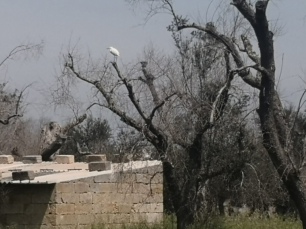 Airone bianco sul canale di bonifica