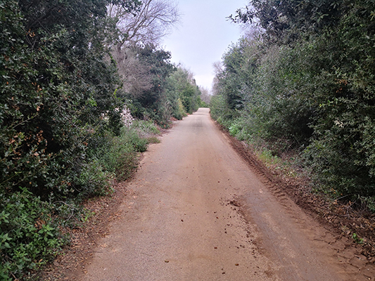 Attraverso due ali di macchia mediterranea