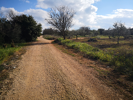 Strada bianca a Neviano