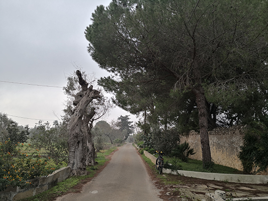 Strada secondaria con bicicletta e pini