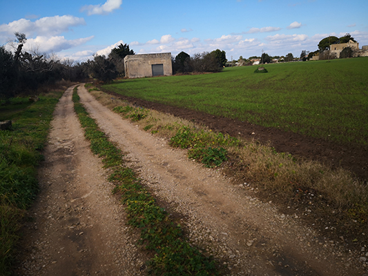 Strada di campagna sterrata