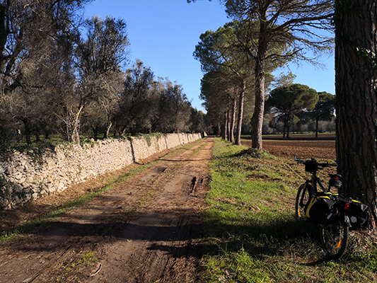 Strada sterrata con bicicletta e pini