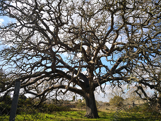 Quercia Vallonea d'inverno a Tricase