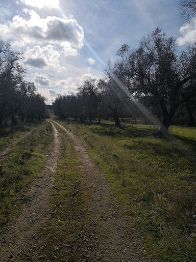 Stradina gravel tra gli uliveti