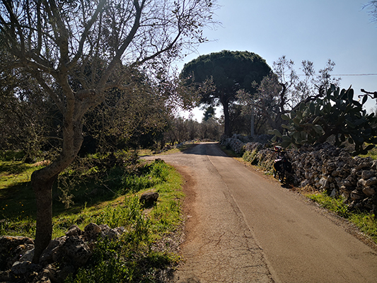 Stradina tra pini e muretti in pietra