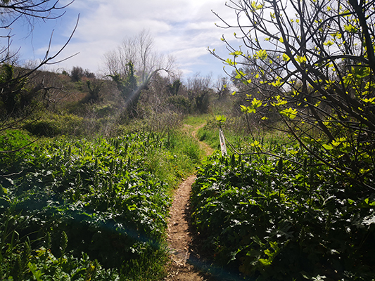 La luce tra la vegetazione ed il sentiero dei fani