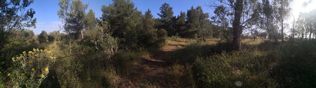 Panoramica tra la vegetazione sul sentiero verso Bagnolo del Salento