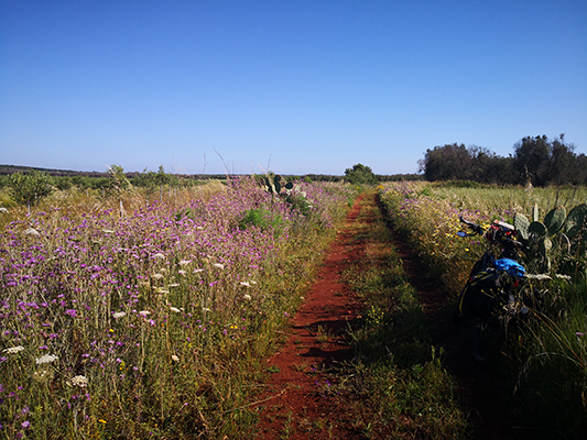 Tra i campi fioriti della primavera