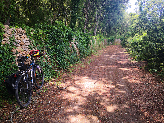 Edera e muschio a decorare il muro in pietra