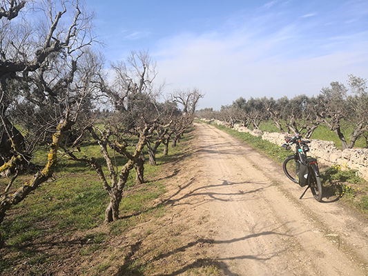 Tra i frutteti dei Capani in bicicletta