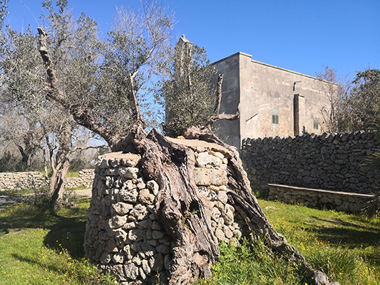 Sulla piazzetta antistante la chiesetta di San Vito a Calimera