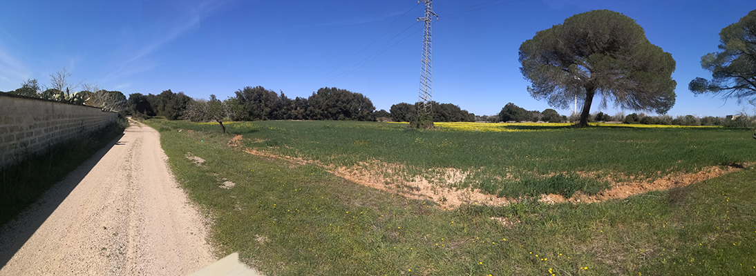 I fiori gialli nei campi verdi di primavera