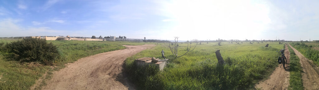 I tronchi di ulivo tra i campi verdi della contrada Capani tra Tuglie e Alezio